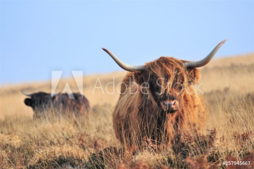 Picture of Hardy Highland cow on Exmoor Somerset